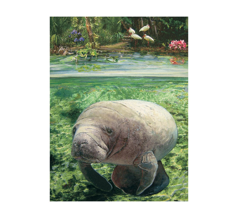 Manatee