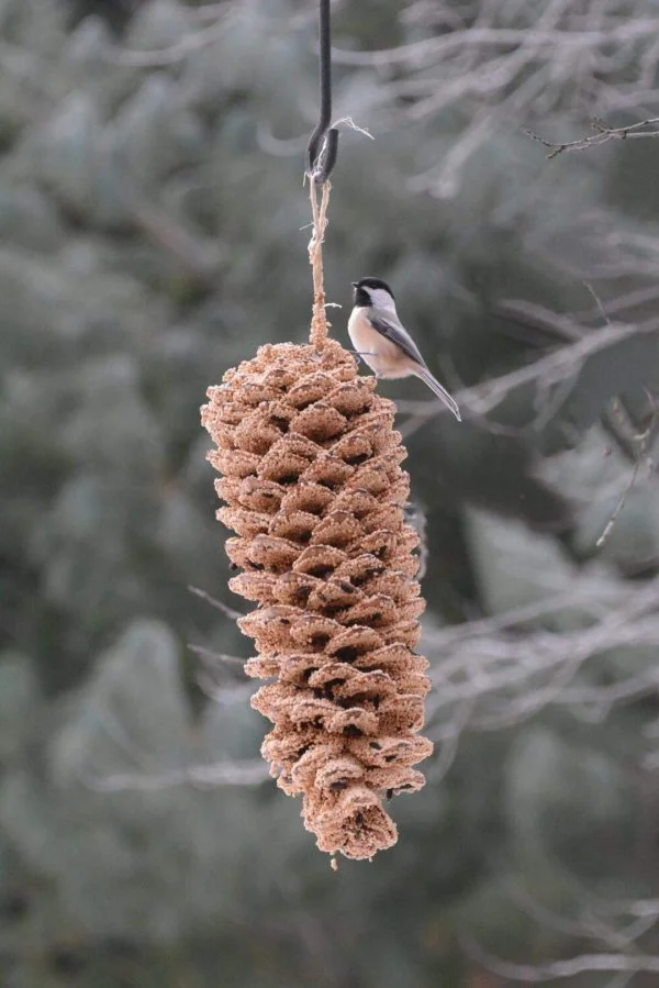 Giant Pine Cone