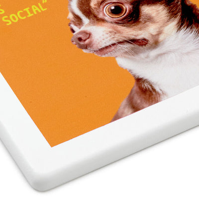 Scared Chihuahua Photo Funny Coaster